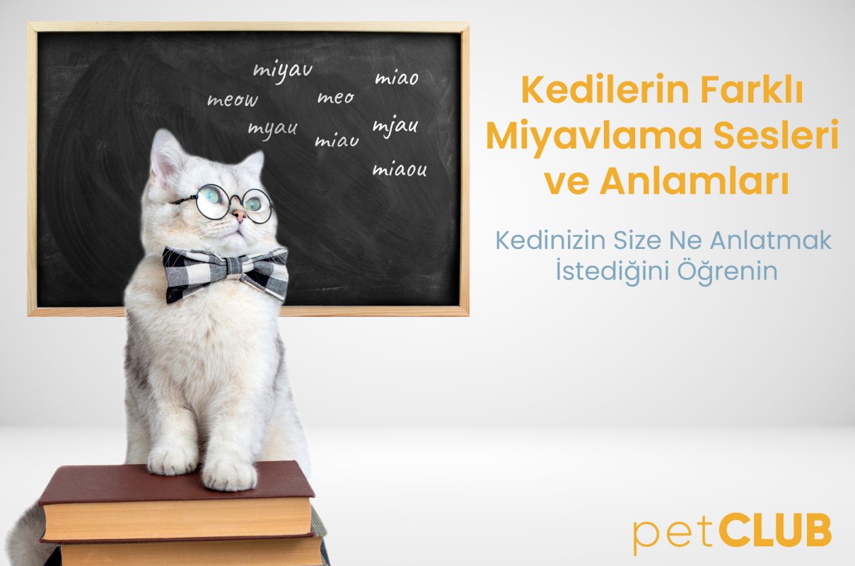 kedilerin miyavlama sesleri
