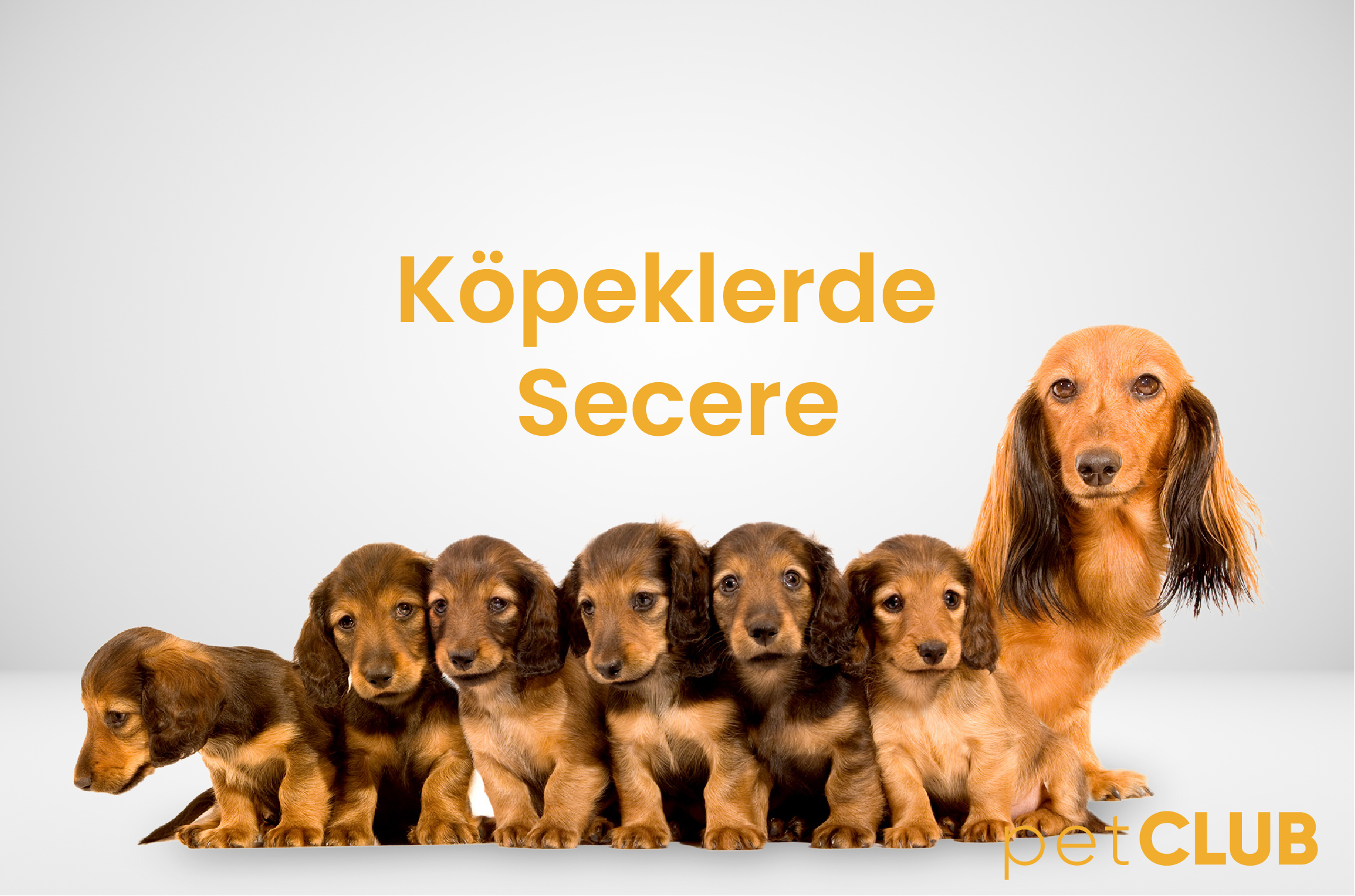 köpeklersecere
