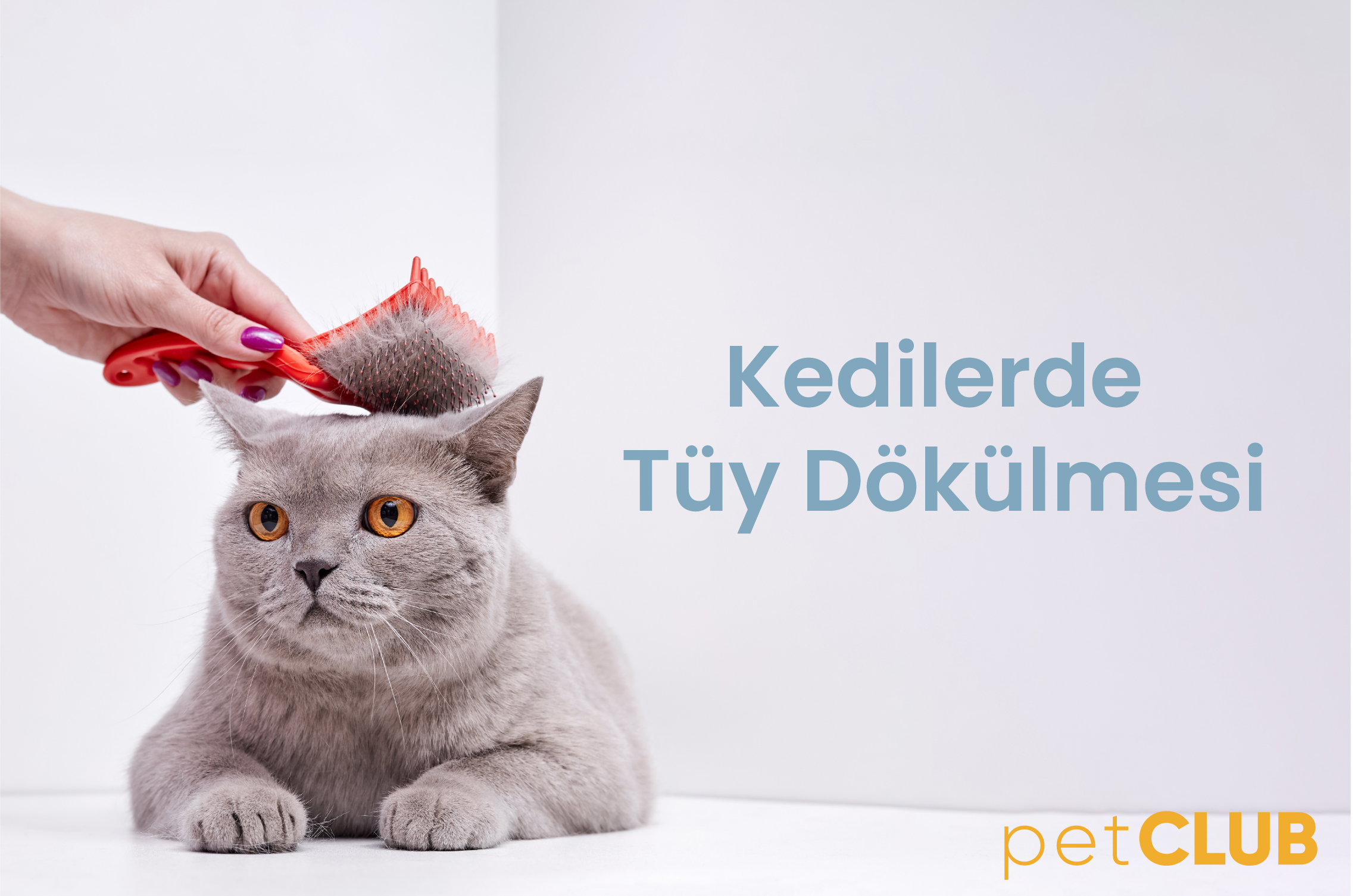 kedilerdetuybakimi