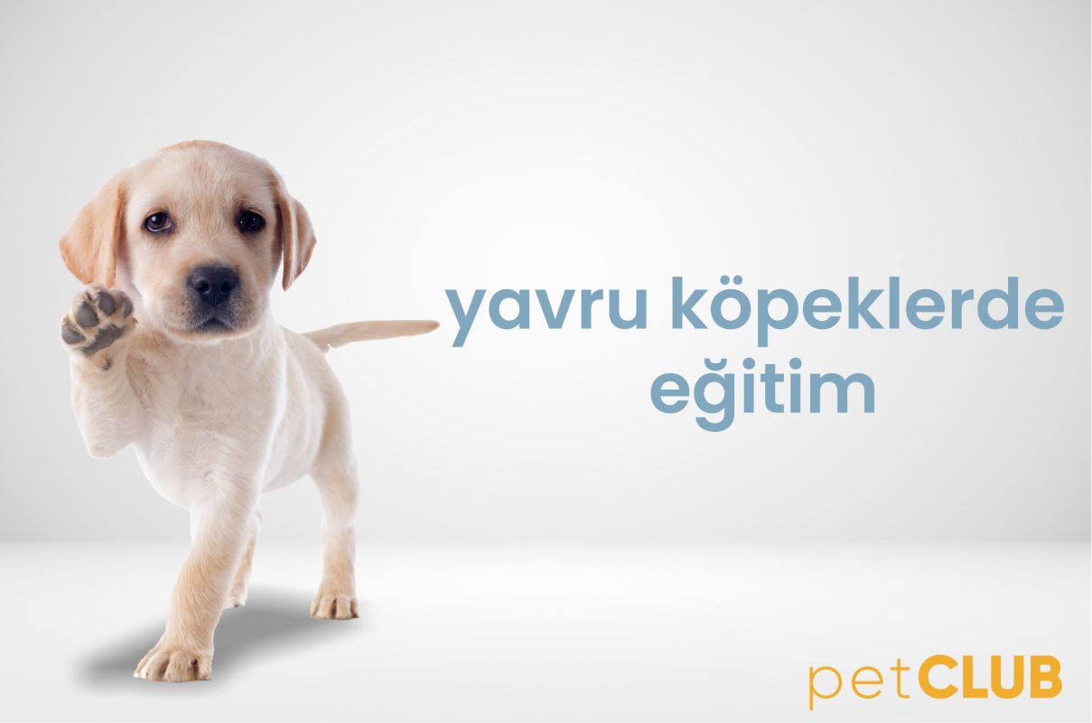 yavruköpek