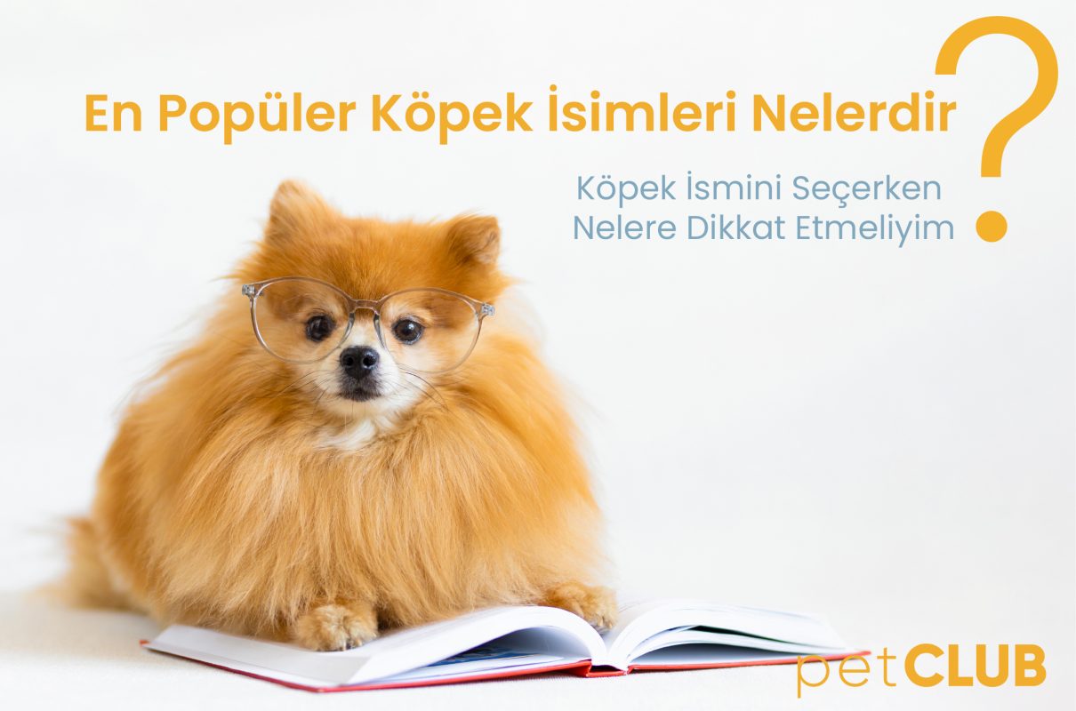 köpekisimleri