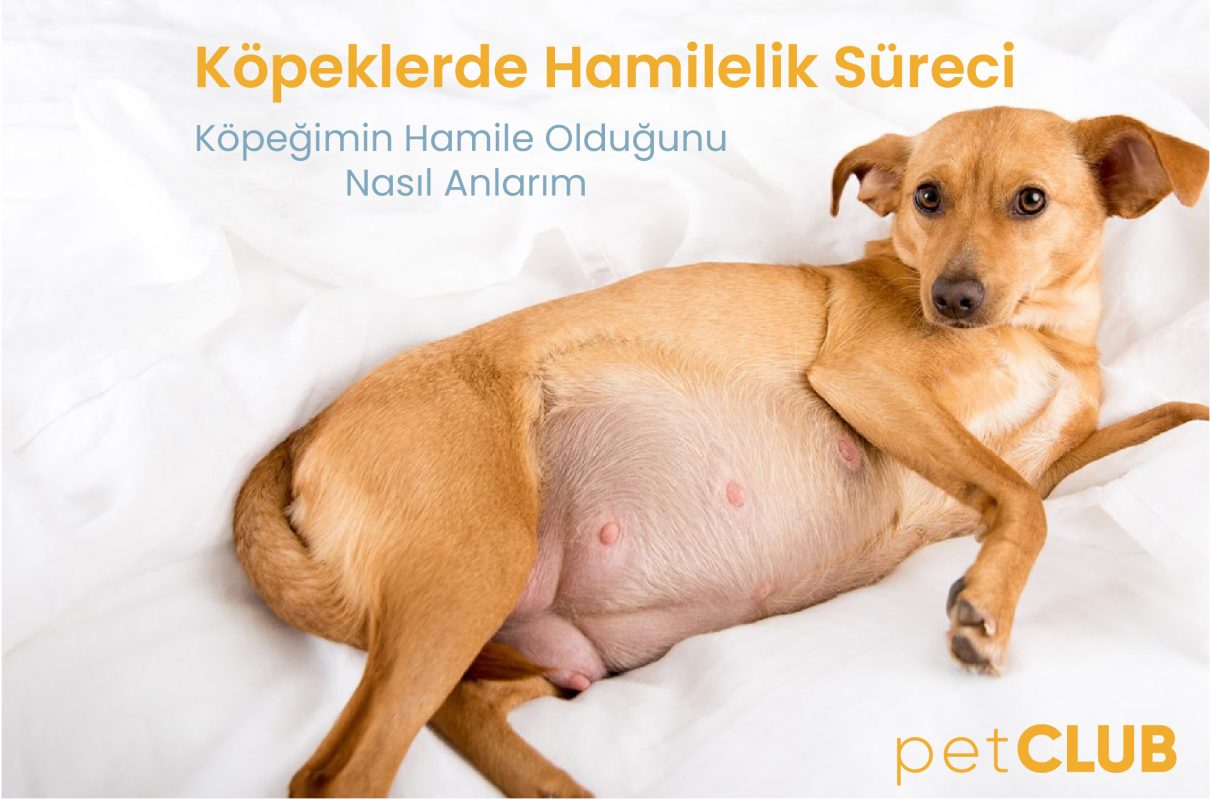 köpeklerde_gebelik