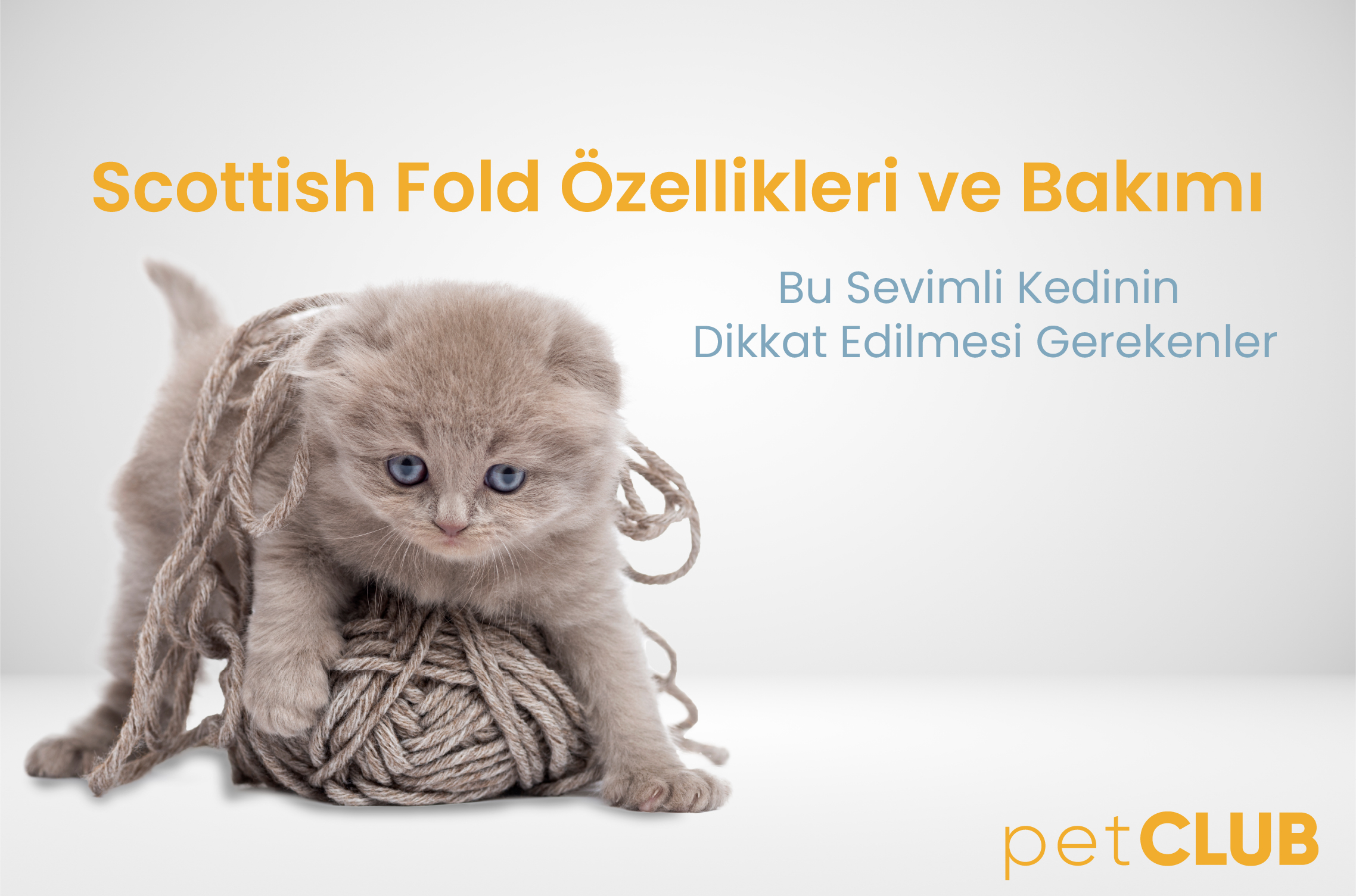 scottishfold