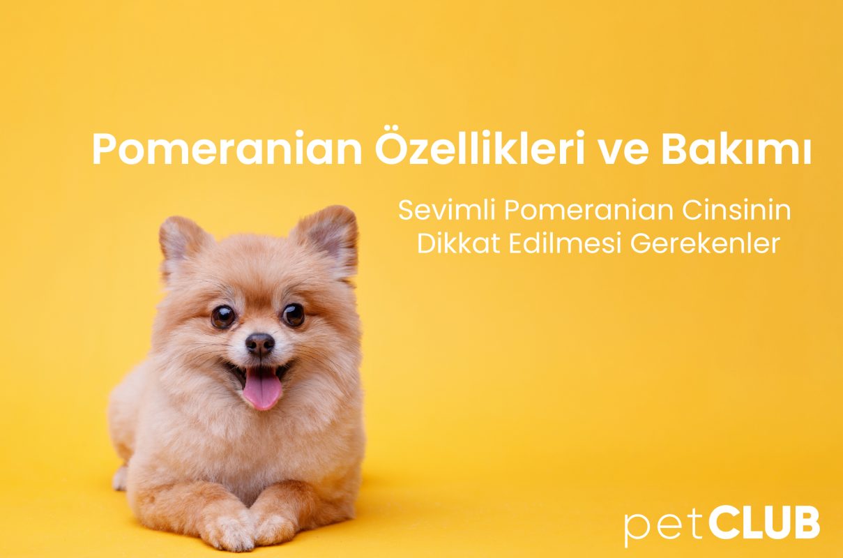 pomeranian