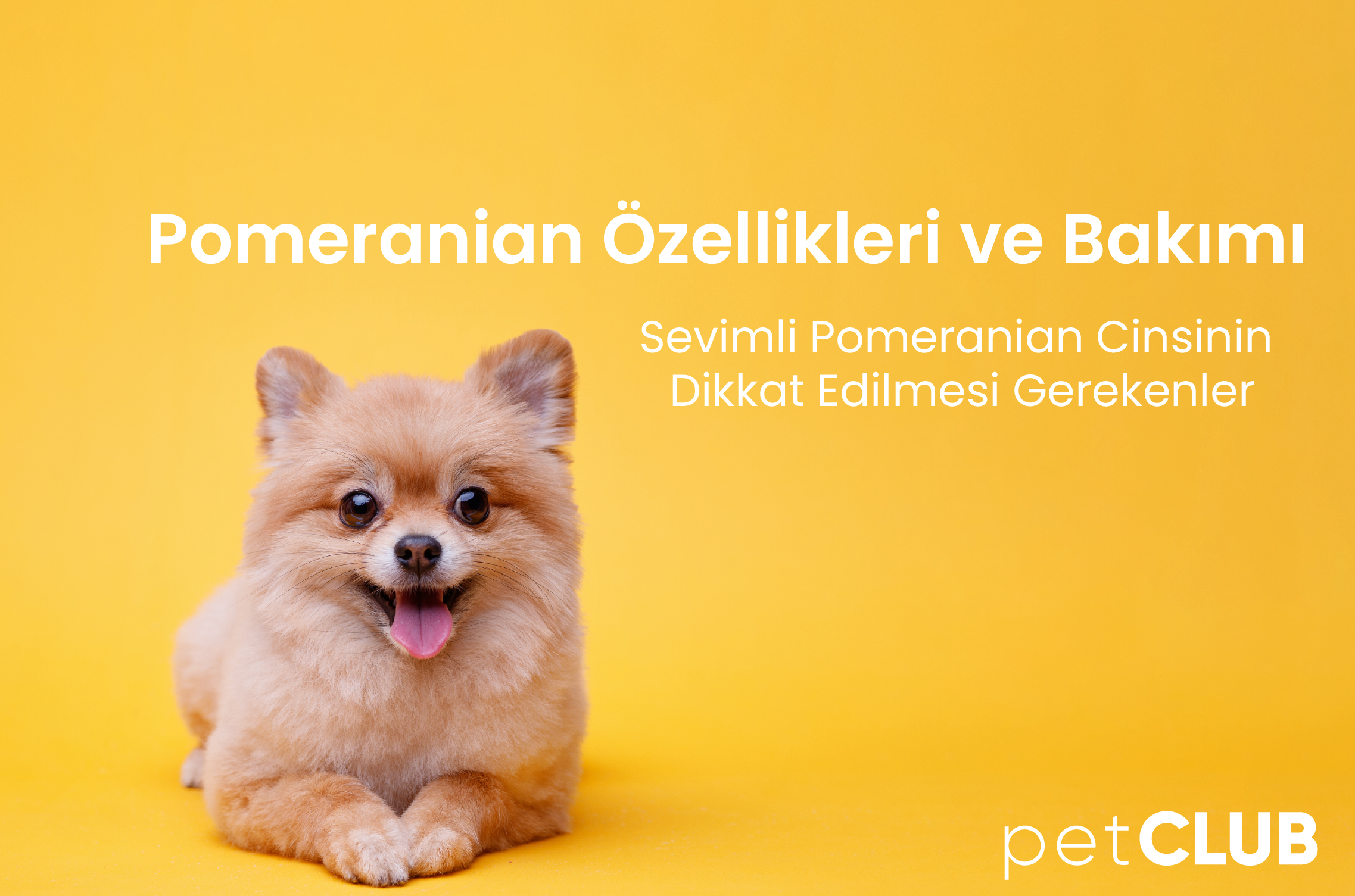 pomeranian
