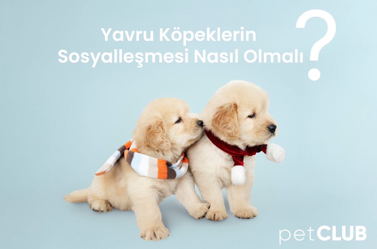 yavruköpek