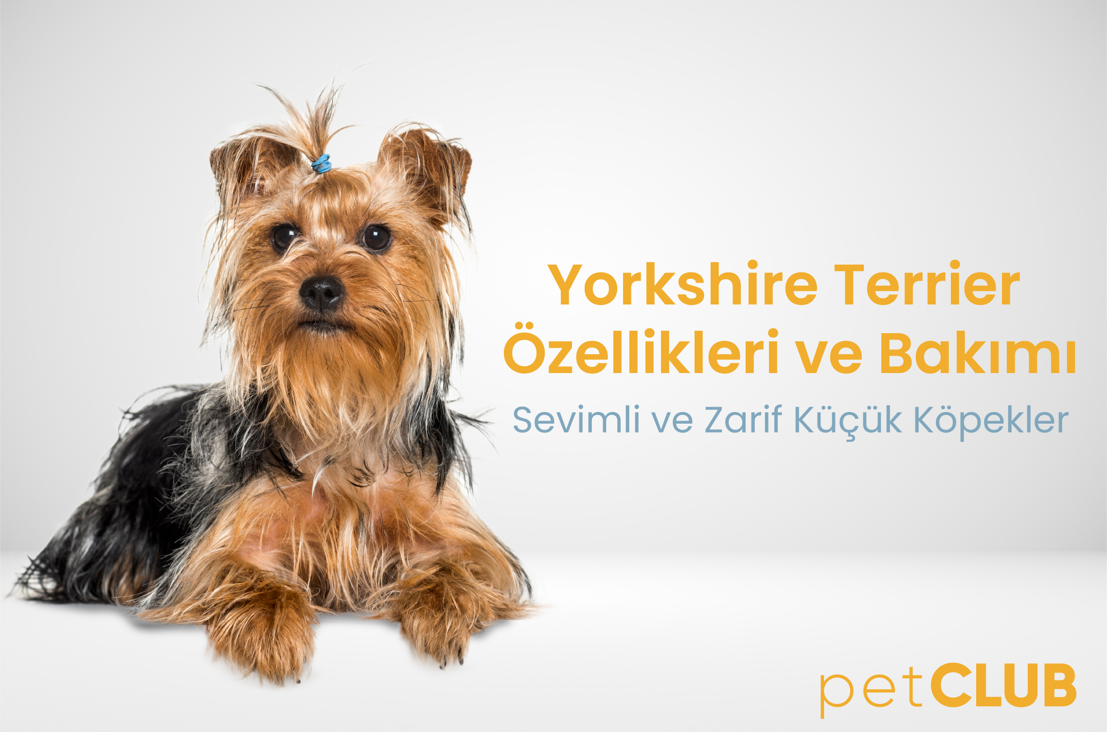 yorkshireterrier