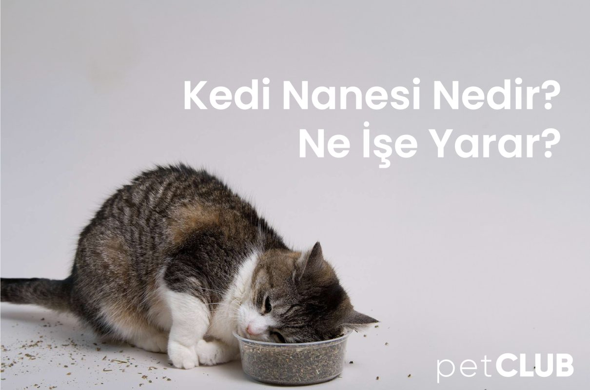 kedi-otu