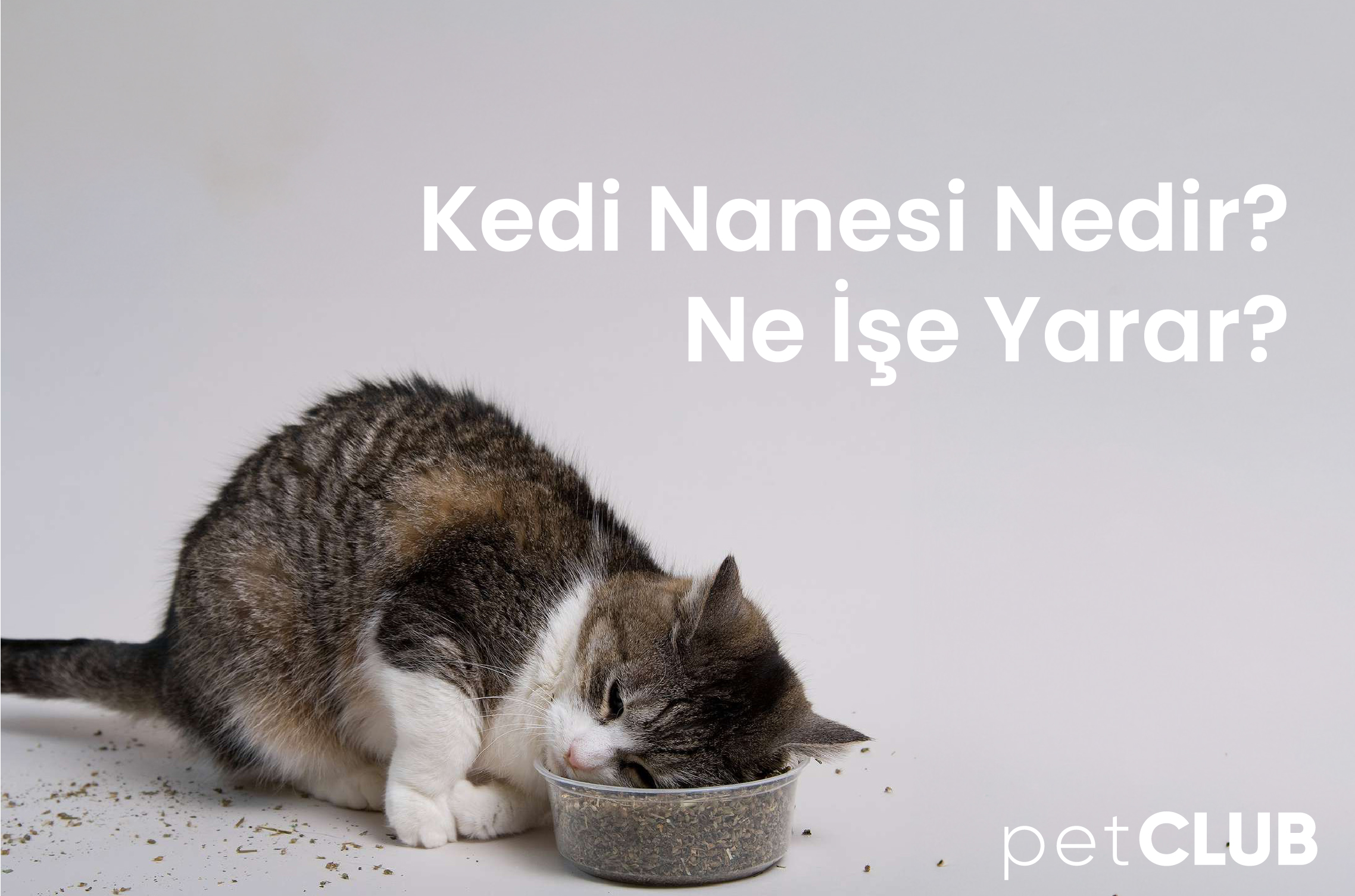 kedi-otu
