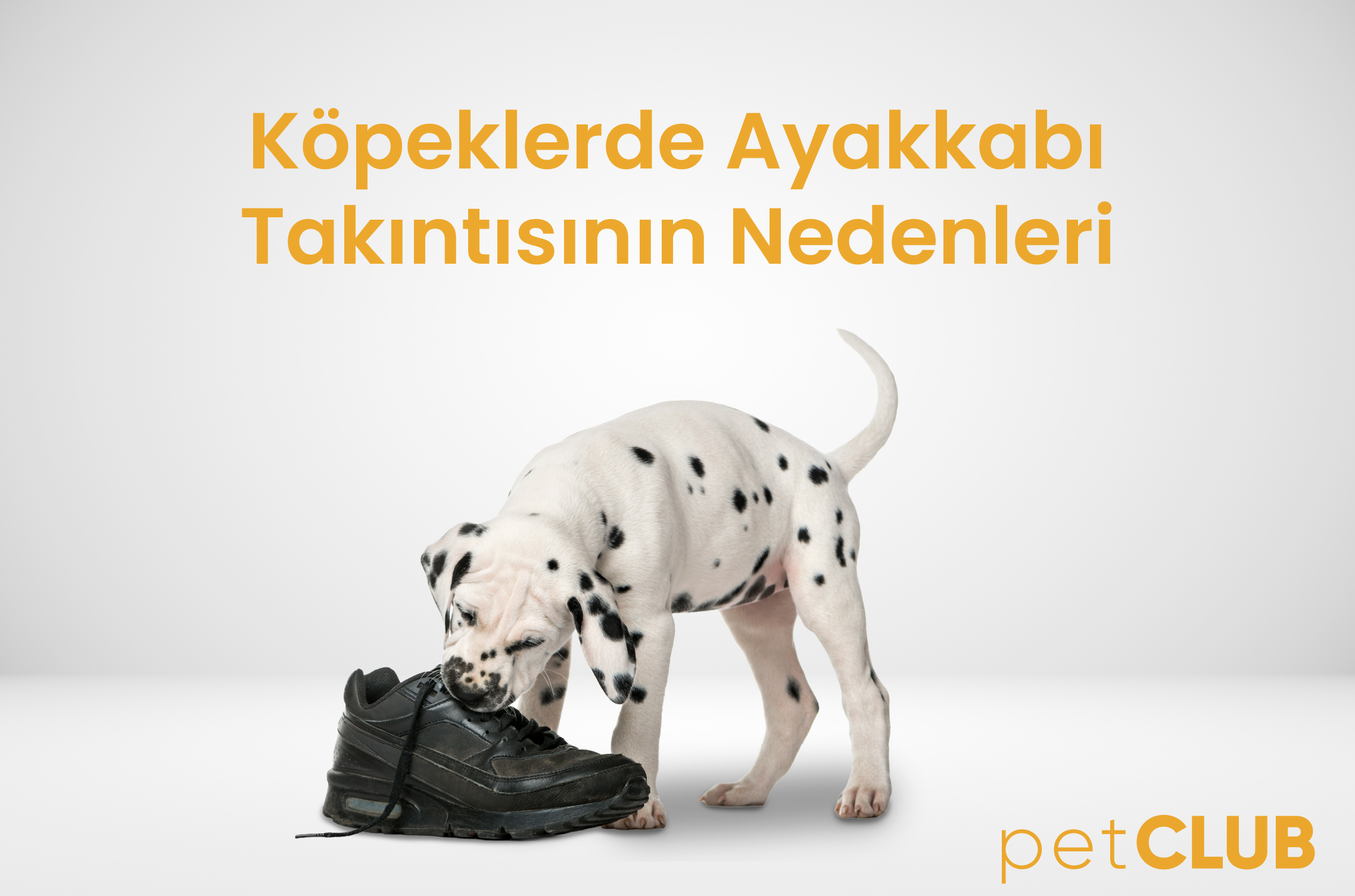 köpeklerde_ayakkabı_takıntsı