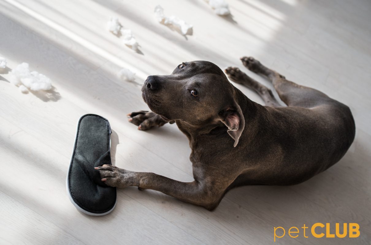 köpeklerde_ayakkabı_takıntsı