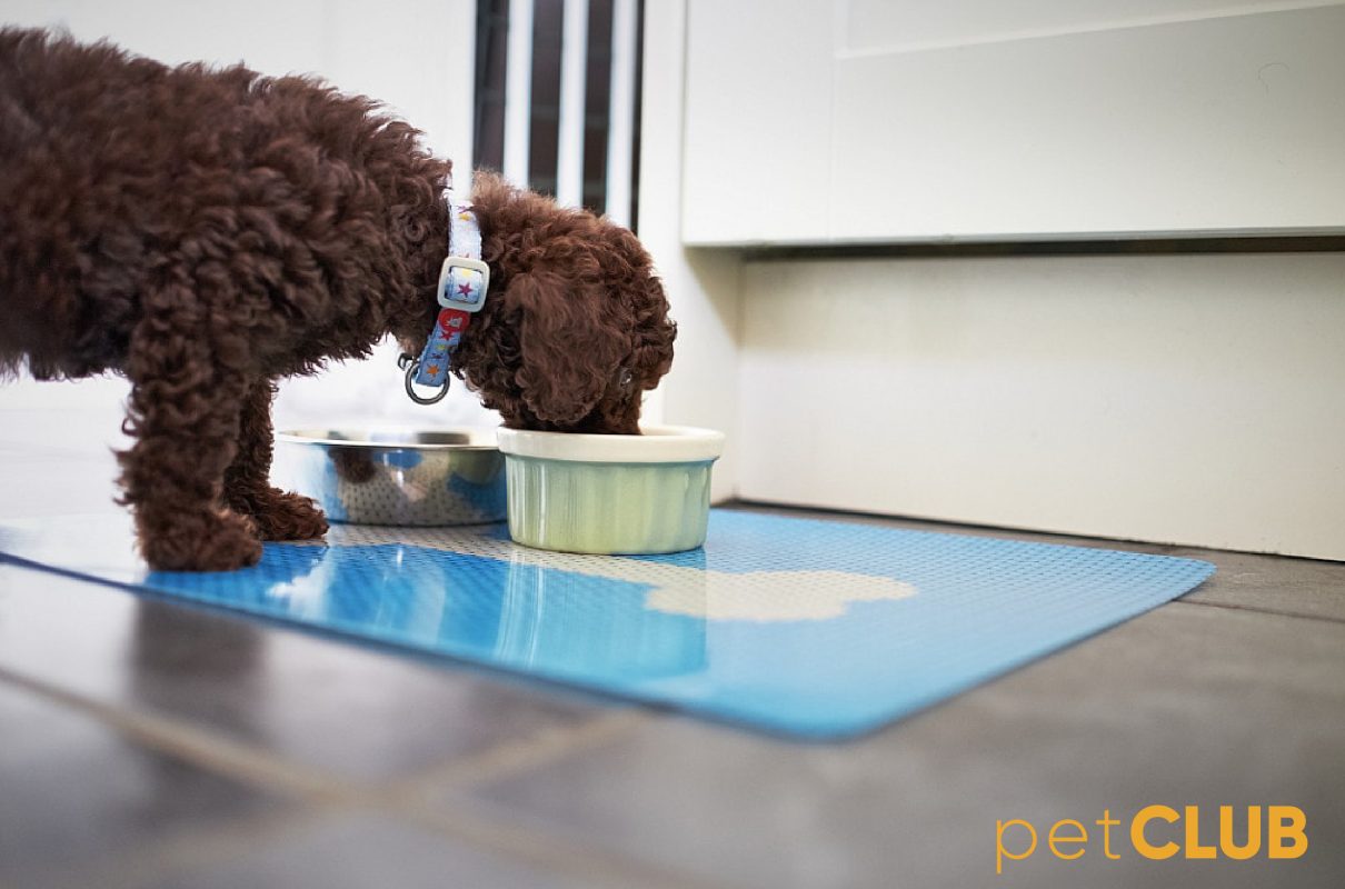 toy_poodle