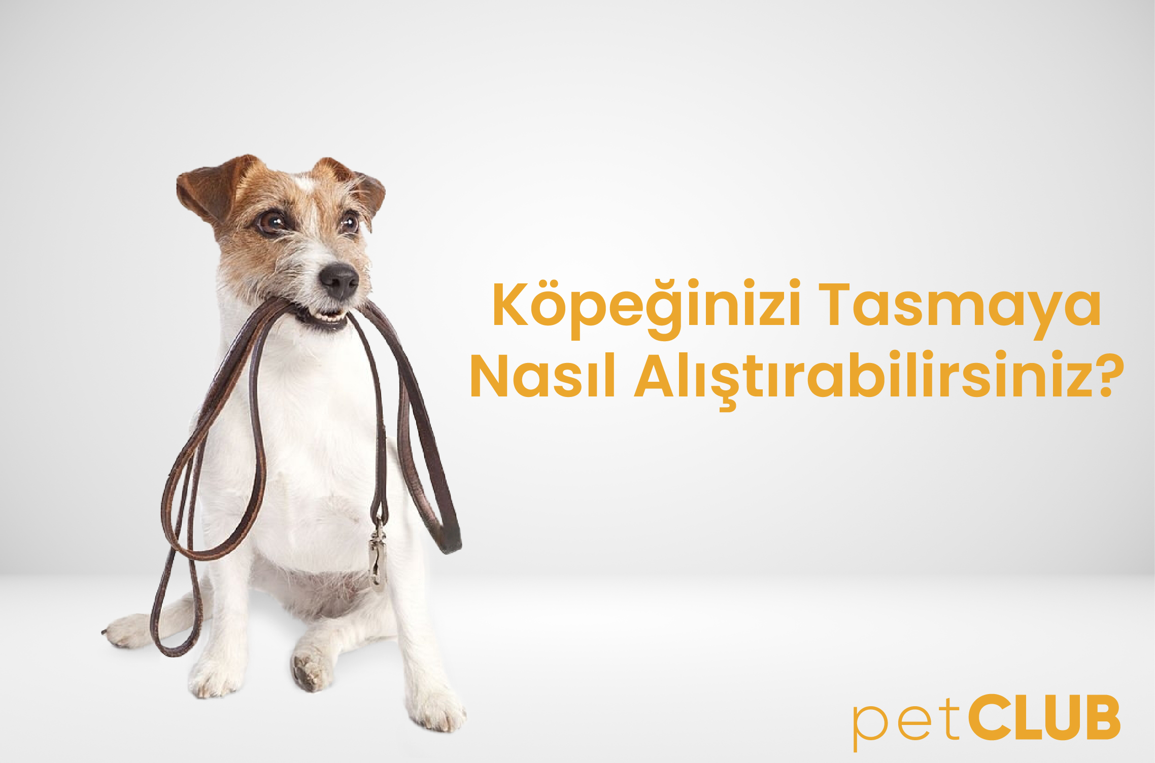 köpek_tasma