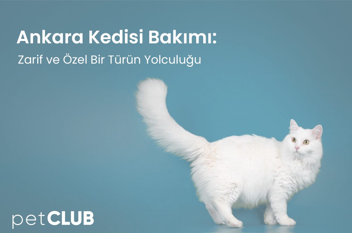 ankara_kedisi