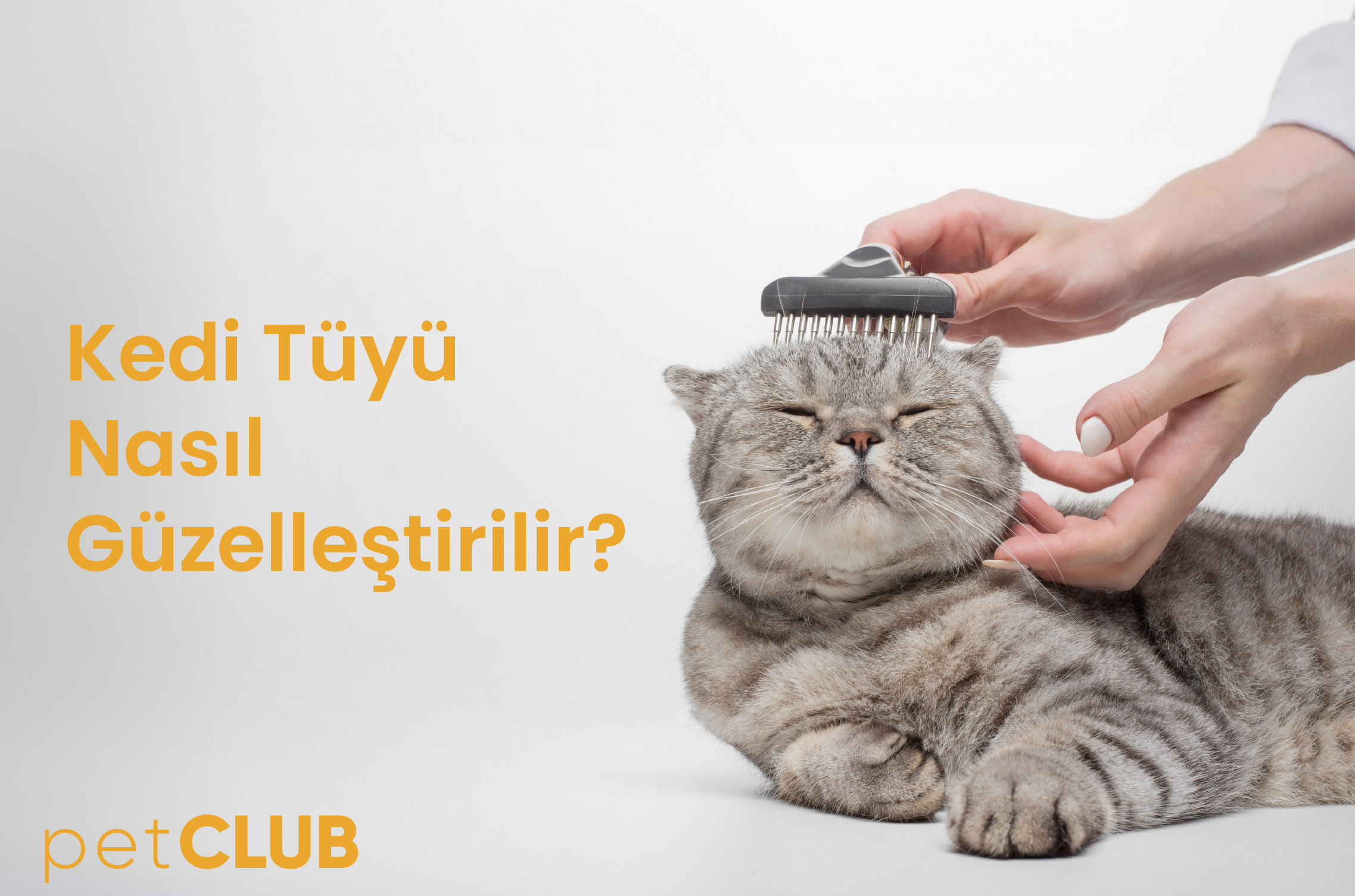 kedi_tüyü