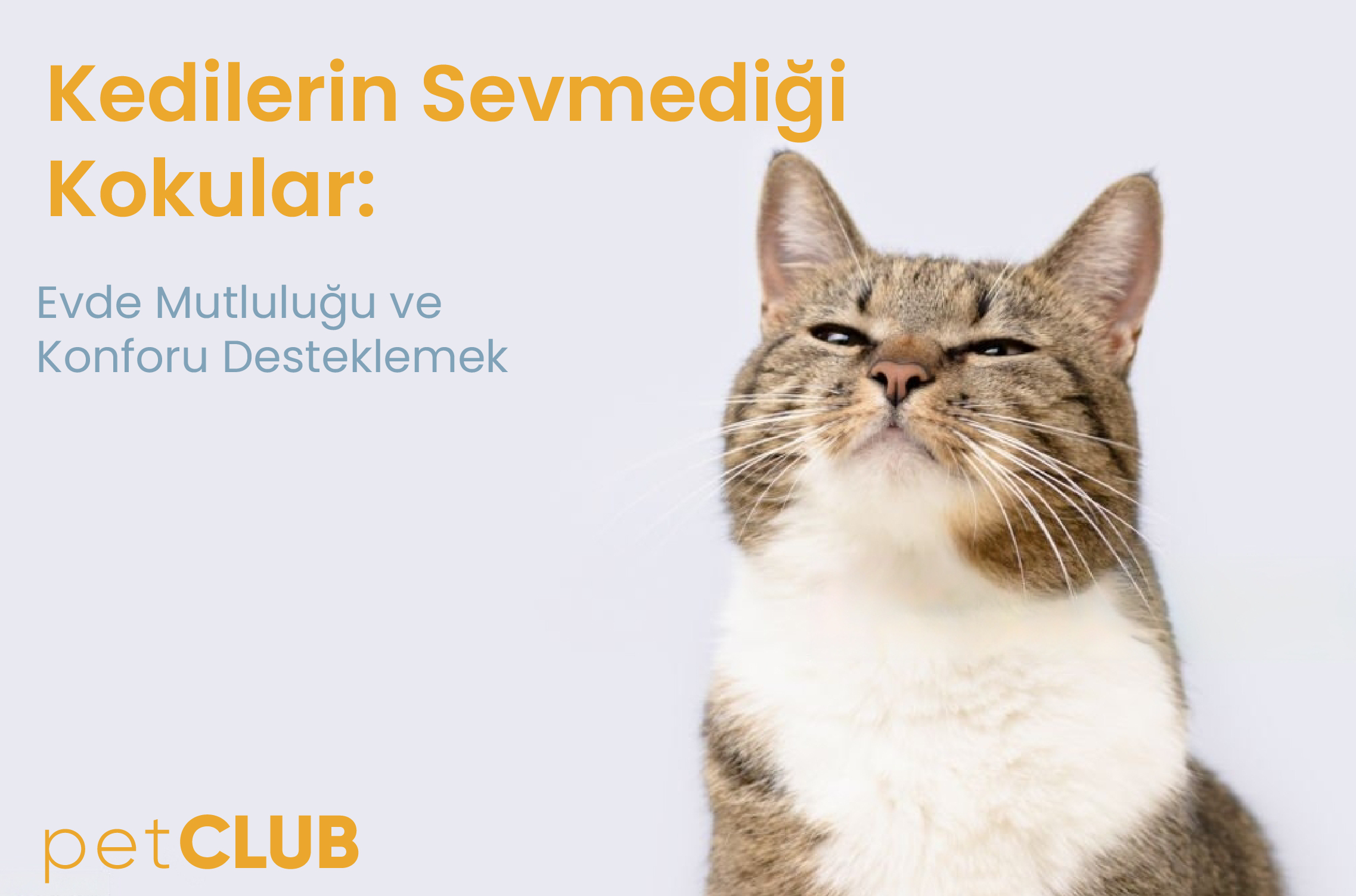 kedilerin_sevmedigi_kokular
