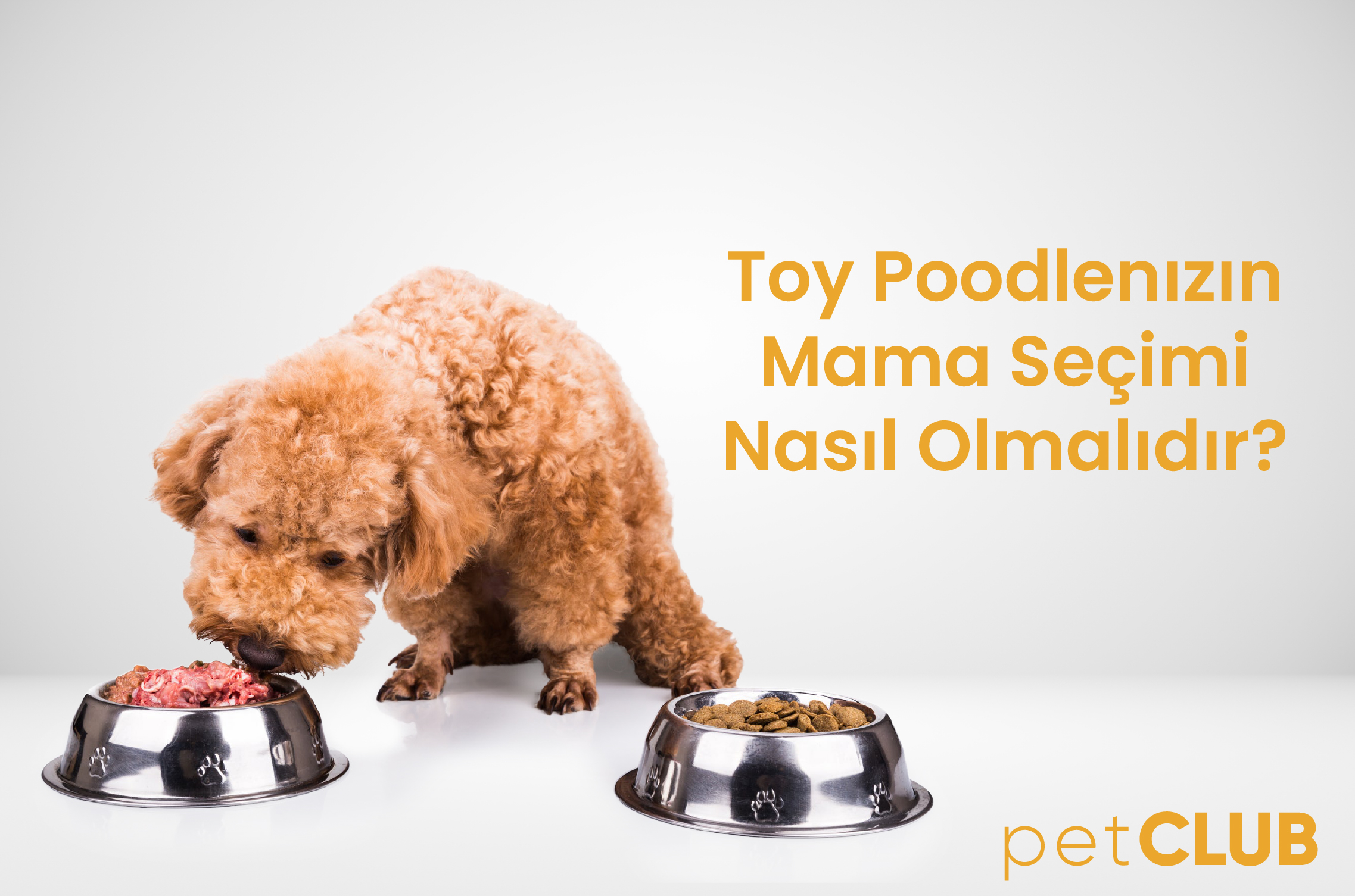 toy_poodle